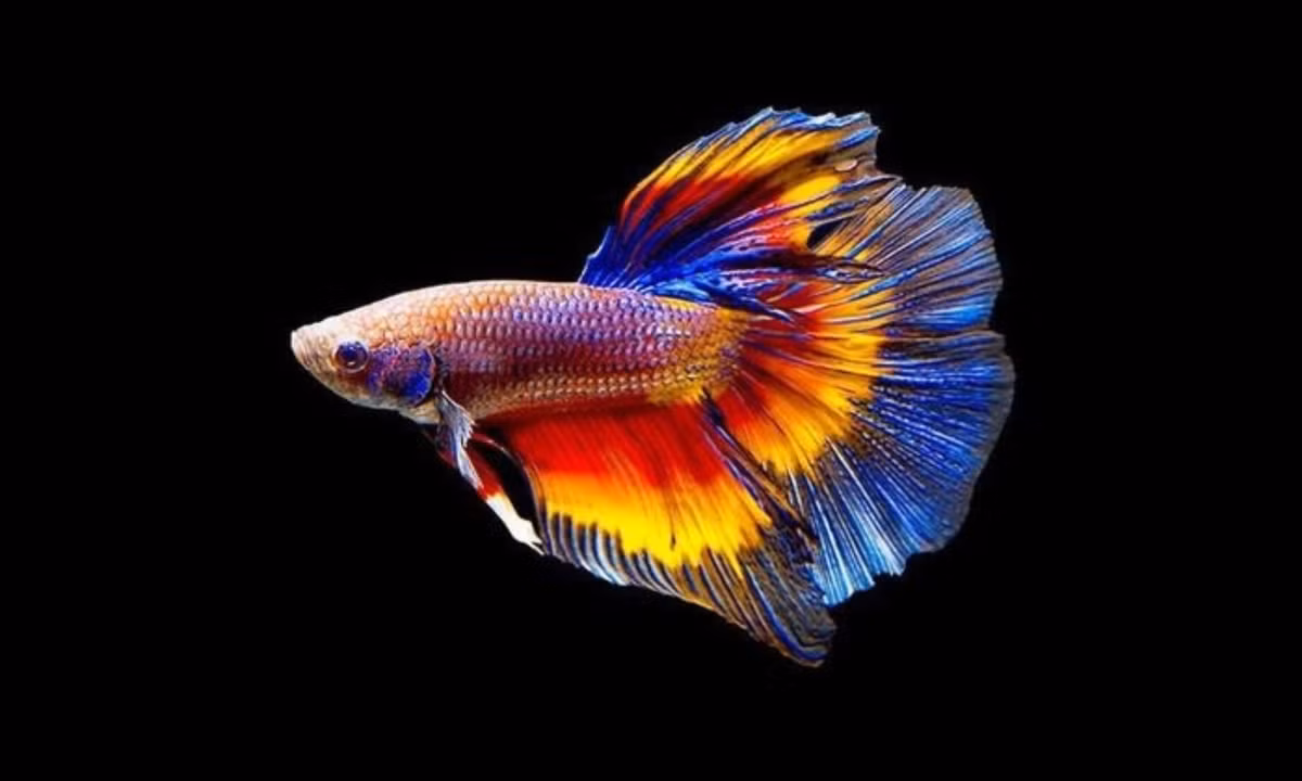 4. Cá xiêm: bên cạnh vẻ ngoài sặc sỡ, cá xiêm Thái Lan còn gây ấn tượng bởi khả năng đổi màu cực độc đáo. Màu sắc trên cơ thể của loài cá này sẽ thay đổi theo môi trường sống, thậm chí ngay cả khi tâm trạng của chúng không tốt. (Nguồn: giaoducthoidai.vn)