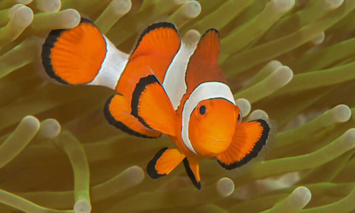 Cụ thể, trong một đàn chỉ có hai con cá hề to nhất là đảm nhận chức năng sinh sản, chúng là cặp vợ chồng duy nhất trong đàn. Nếu như con cái đầu đàn chết, con đực đầu đàn sẽ thay đổi giới tính và trở thành con cái gây giống. Con đực lớn thứ hai sẽ nhanh chóng phát triển thành con đực trưởng thành để thành cặp với con cái mới. (Nguồn: Biology Dictionary) 