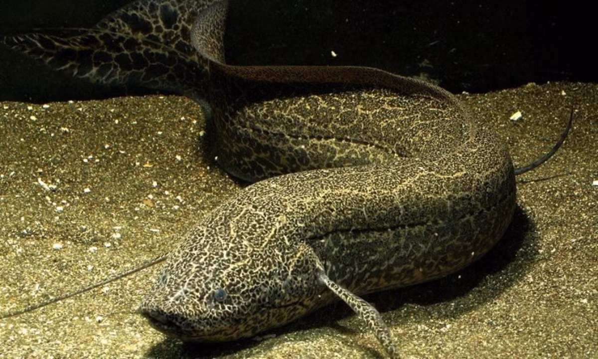 1. Cá phổi (tên khoa học là Salamanderfish): là một loại cá nước ngọt nổi tiếng nhờ khả năng sống trên cạn. Chúng có thể sống trong nhiều tháng trời mà không cần bơi lội tung tăng dưới nước, thậm chí là nhiều năm.