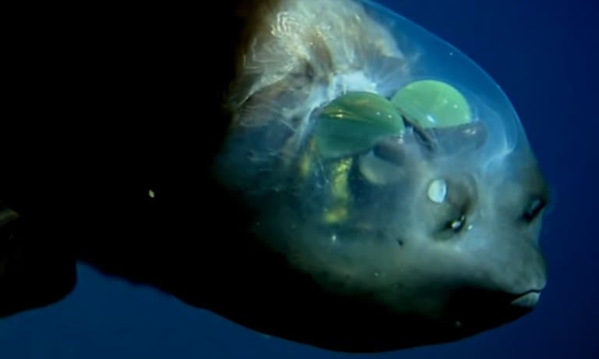 5. Cá mắt thùng (tên khoa học là Macropinna Microstoma): là loài cá kỳ lạ có đôi mắt hình ống, nằm ở bên trong đầu và được bảo vệ bởi một tấm chắn trong suốt chứa đầy dịch lỏng. (Nguồn: Fact Animal)