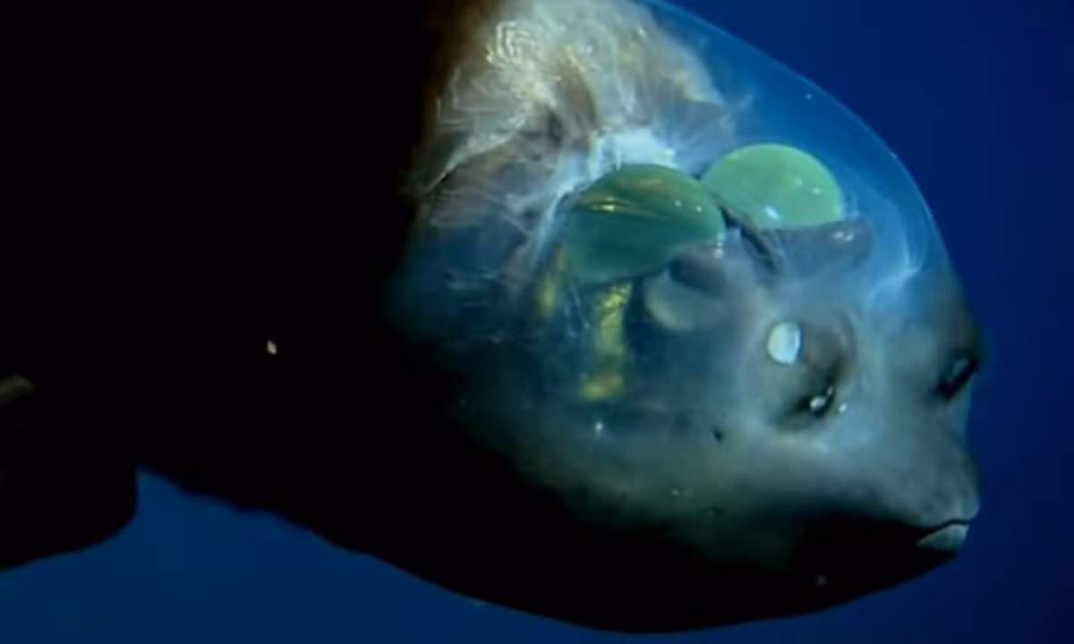 5. Cá mắt thùng (tên khoa học là Macropinna Microstoma): là loài cá kỳ lạ có đôi mắt hình ống, nằm ở bên trong đầu và được bảo vệ bởi một tấm chắn trong suốt chứa đầy dịch lỏng. (Nguồn: Fact Animal)