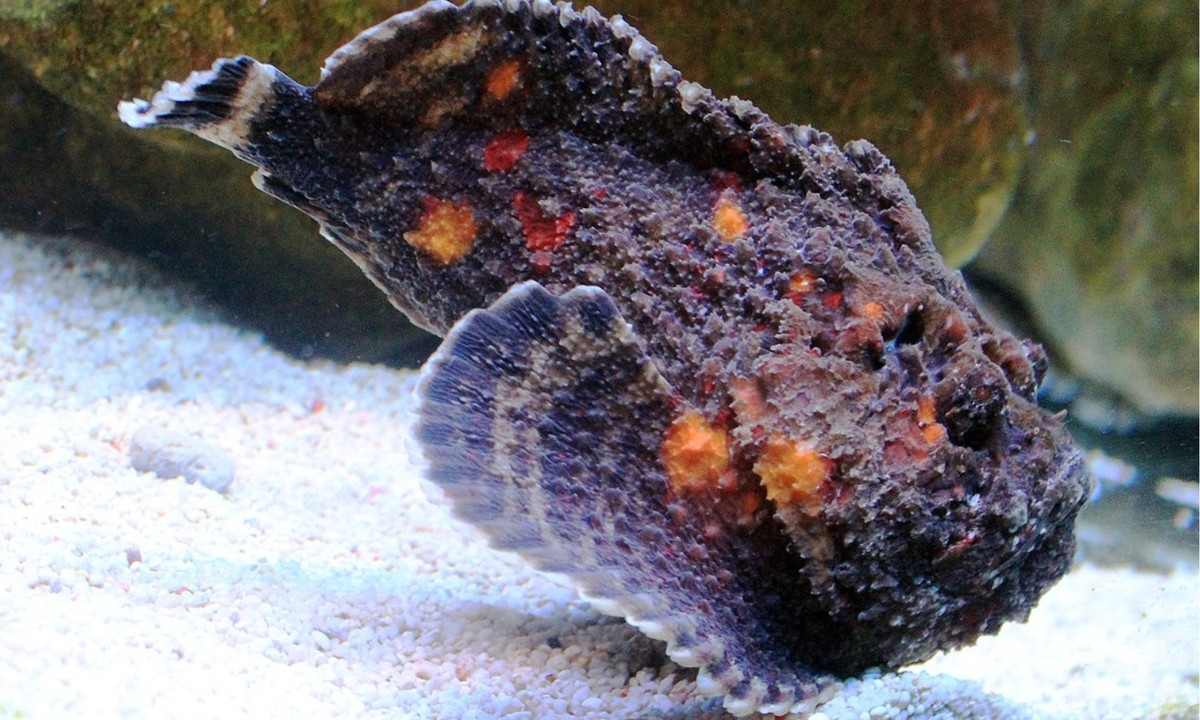 6. Cá mặt quỷ Verrucosa: còn gọi là cá đá san hô, thường được tìm thấy trong những rặng san hô dưới vùng biển Úc. Nọc độc của cá mặt quỷ có thể gây suy tim nếu con người vô tình chạm vào các gai độc của chúng. (Nguồn: Wikipedia) 
