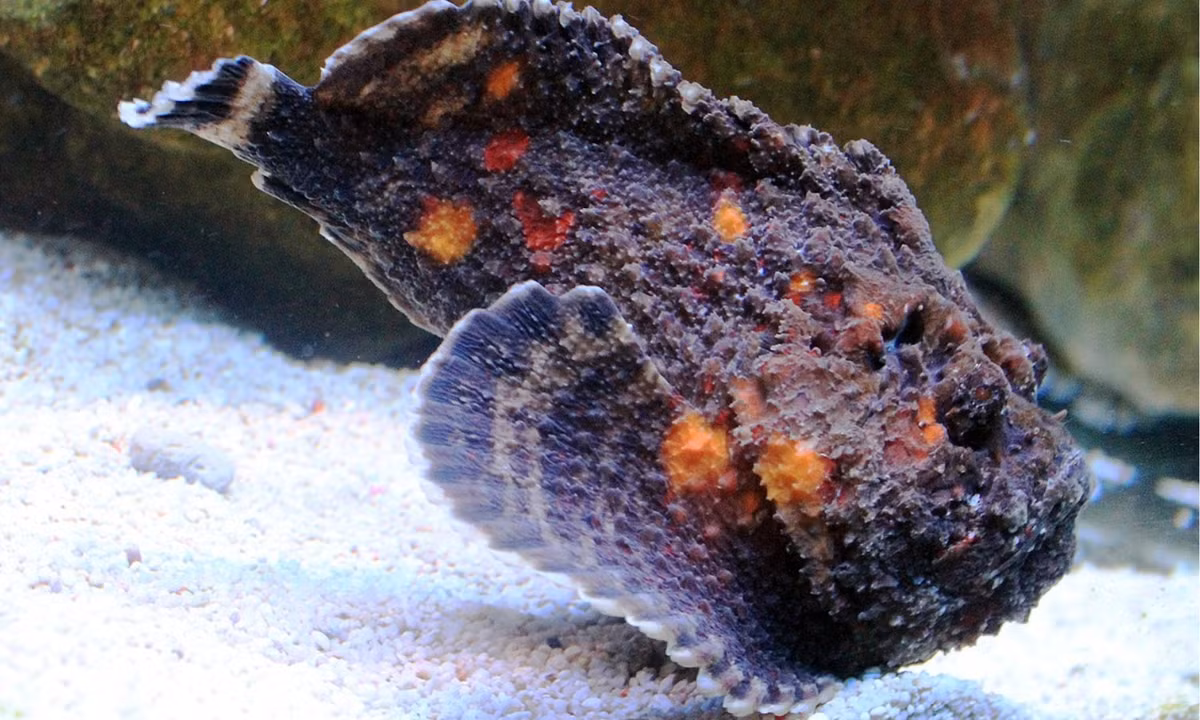 6. Cá mặt quỷ Verrucosa: còn gọi là cá đá san hô, thường được tìm thấy trong những rặng san hô dưới vùng biển Úc. Nọc độc của cá mặt quỷ có thể gây suy tim nếu con người vô tình chạm vào các gai độc của chúng. (Nguồn: Wikipedia) 