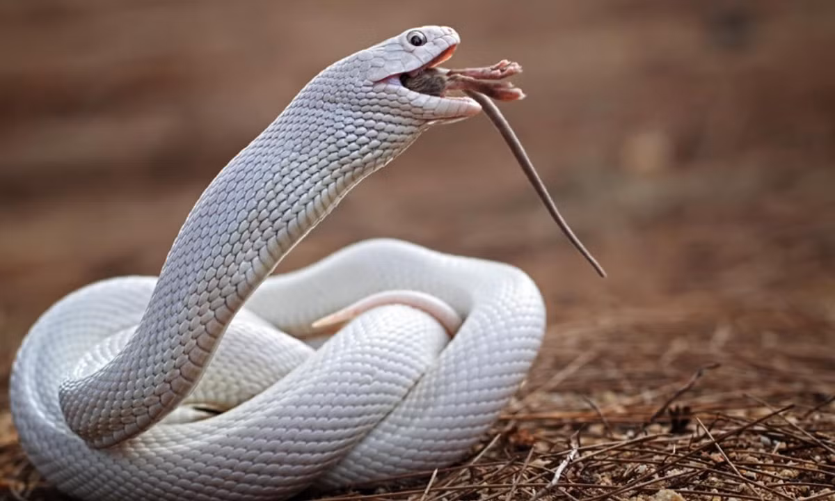 2. Hổ mang bạch tạng: theo các nhà khoa học, rắn hổ mang bạch tạng do thiếu sắc tố và rất hiếm gặp. Chúng sở hữu chất kịch độc, giá lên tới hàng trăm triệu mỗi con. Nguồn: VietnamPlus