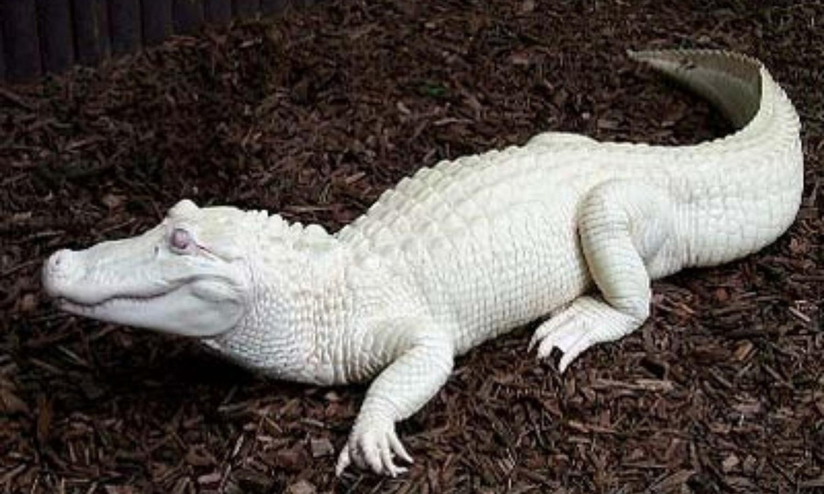 6. Cá sấu bạch tạng: có 2 nguyên nhân khiến vẻ ngoài của những con cá sấu mang màu trắng: một là chứng bạch tạng, hai là do leucism. Công viên Gatorland ở Florida, Mỹ, là nơi hiếm hoi du khách có thể ngắm nhìn cả 2 loại cá sấu trắng quý hiếm. Nguồn: khoahoc.tv.