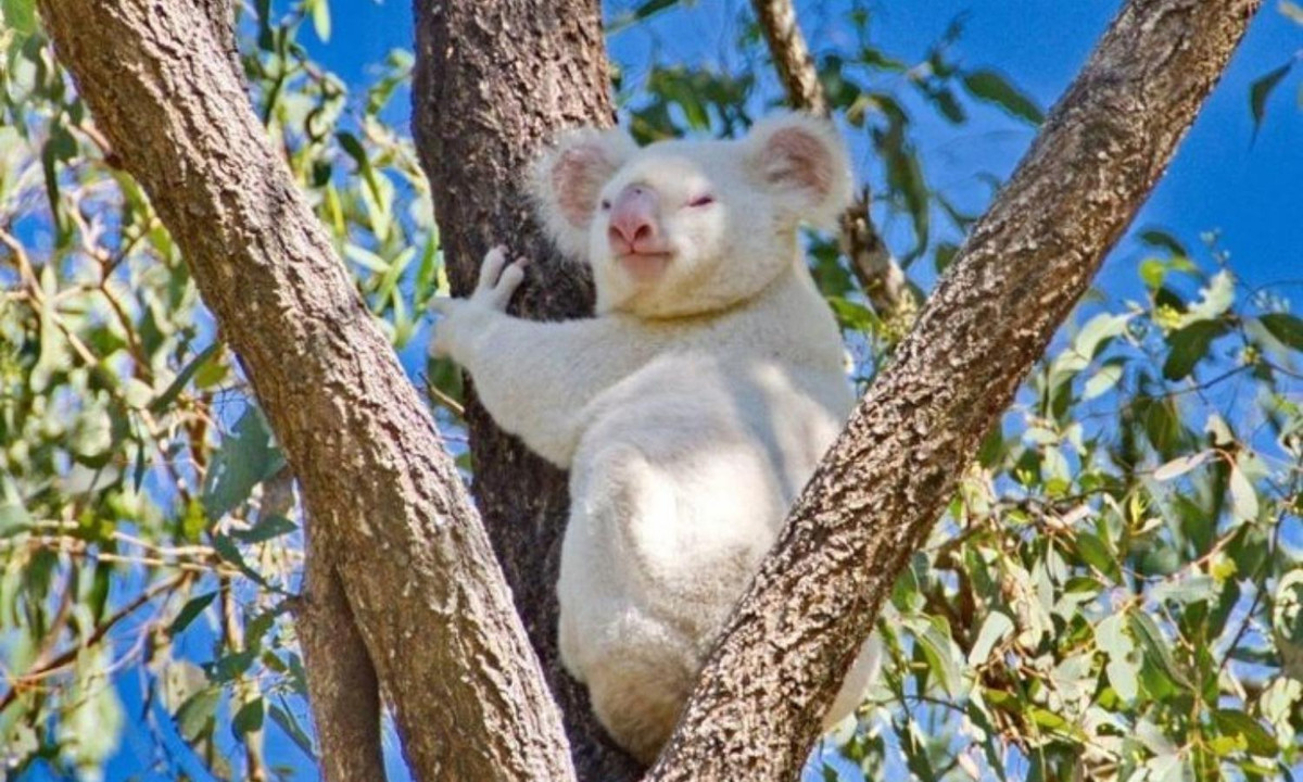1. Gấu túi bạch tạng: loài động vật bạch tạng đầu tiên là một chú gấu túi tên Onya-Biri, đang được nuôi tại vườn thú San Diego, Mỹ. Người ta tin rằng vẫn còn những con gấu túi bạch tạng tồn tại trong tự nhiên, tuy nhiên đến nay mới chỉ có một cá thể được phát hiện. Nguồn: BlogAnChoi 