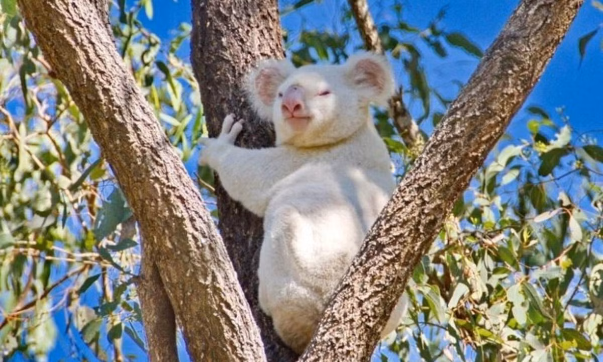 1. Gấu túi bạch tạng: loài động vật bạch tạng đầu tiên là một chú gấu túi tên Onya-Biri, đang được nuôi tại vườn thú San Diego, Mỹ. Người ta tin rằng vẫn còn những con gấu túi bạch tạng tồn tại trong tự nhiên, tuy nhiên đến nay mới chỉ có một cá thể được phát hiện. Nguồn: BlogAnChoi 