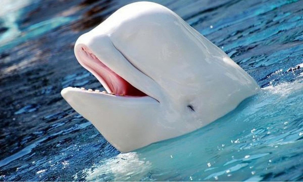 9. Cá heo bạch tạng: được các nhà khoa học đặt tên là Abus, là 1 trong 20 cá thể vô cùng hiếm trên thế giới. Vì bị đột biến gen nên làn da của nó có màu trắng và đôi mắt màu hồng. Nguồn: vuongquocloaivat.