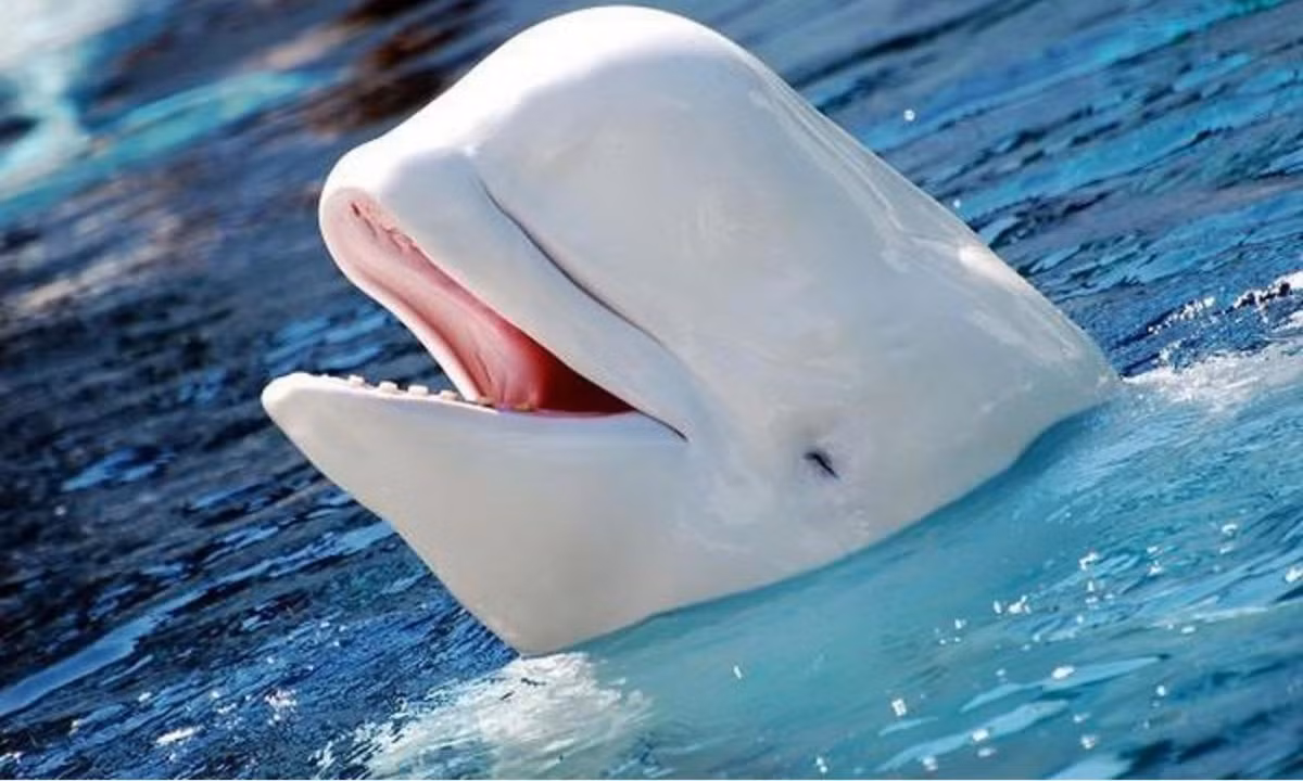 9. Cá heo bạch tạng: được các nhà khoa học đặt tên là Abus, là 1 trong 20 cá thể vô cùng hiếm trên thế giới. Vì bị đột biến gen nên làn da của nó có màu trắng và đôi mắt màu hồng. Nguồn: vuongquocloaivat.