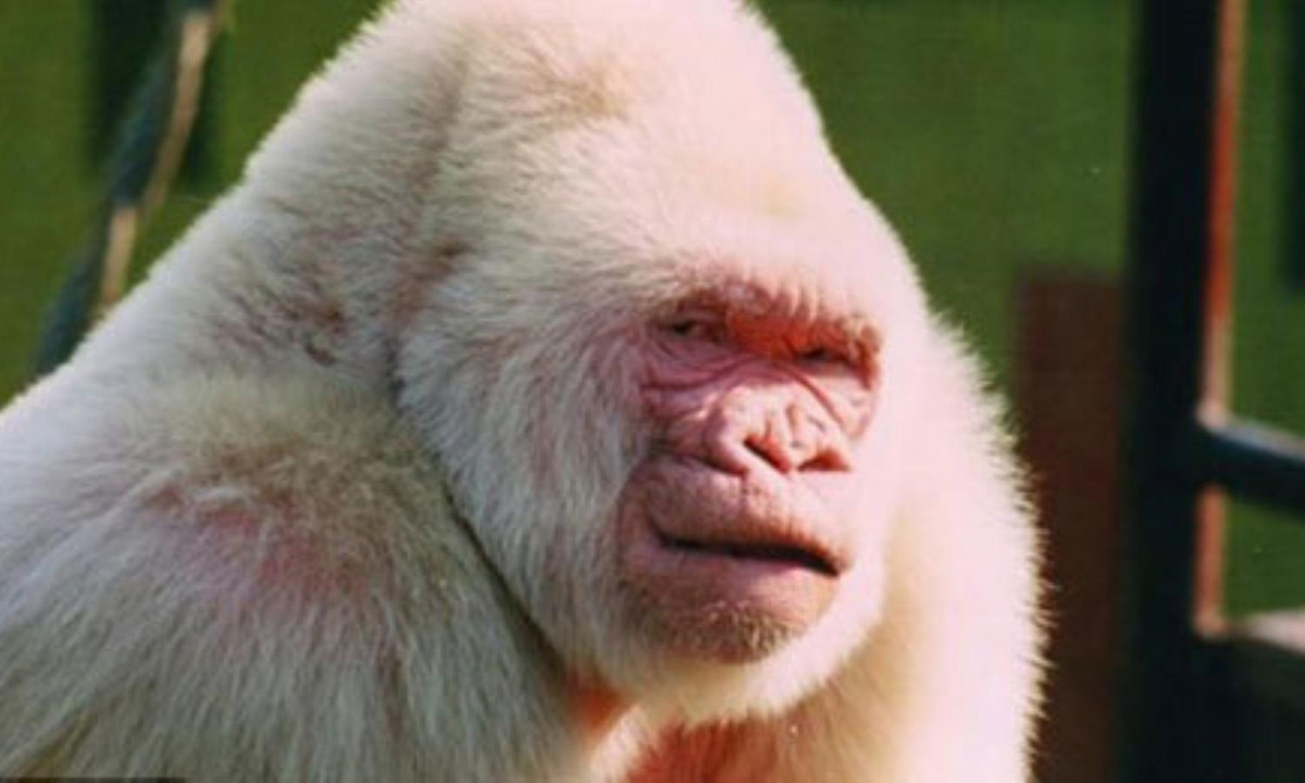 8. Khỉ đột bạch tạng: Chú khỉ đột có tên Snowflake (Hoa tuyết) là cá thể bạch tạng duy nhất của loài. Theo các nhà bảo tồn, một rối loạn về gen khiến chú khỉ đột này thiếu chất sắc tố trên da và lông. Theo một nghiên cứu mới, chú khỉ này còn là sản phẩm của … loạn luân. Nguồn: Vietnamnet.