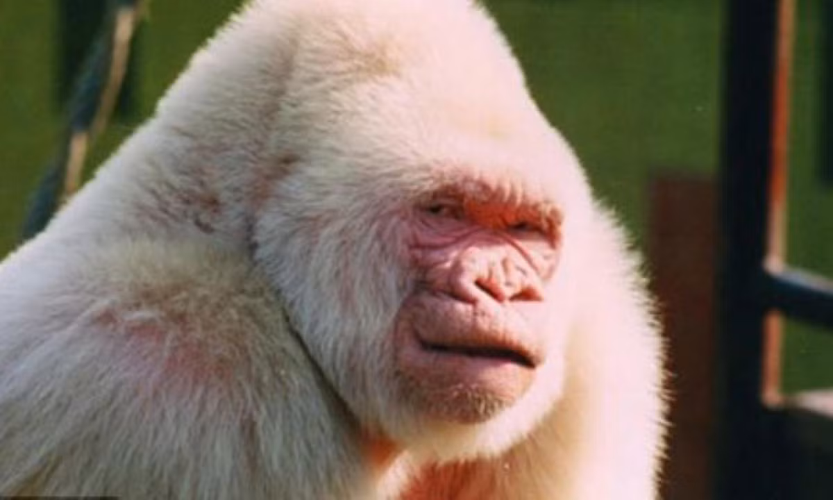 8. Khỉ đột bạch tạng: Chú khỉ đột có tên Snowflake (Hoa tuyết) là cá thể bạch tạng duy nhất của loài. Theo các nhà bảo tồn, một rối loạn về gen khiến chú khỉ đột này thiếu chất sắc tố trên da và lông. Theo một nghiên cứu mới, chú khỉ này còn là sản phẩm của … loạn luân. Nguồn: Vietnamnet.