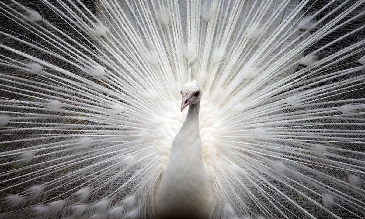 3. Chim công bạch tạng: xuất phát từ sự đột biến của chim công xanh hoặc chim công Ấn Độ, có tên khoa học là Pavo cristatus. Loài này có nguồn gốc từ châu Á, nổi bật với màu trắng bất thường nhưng hoàn hảo ở tất cả các bộ lông của nó. Nguồn: Canva.