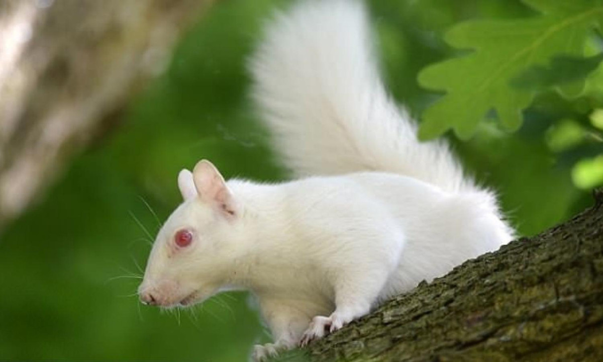 4. Sóc bạch tạng: Một nhiếp ảnh gia nghiệp dư có tên là Matthew Throup ở Surrey đã may mắn chụp được những hình ảnh ấn tượng về một con sóc bạch tạng cực hiếm. Nguồn: vnmedia. 