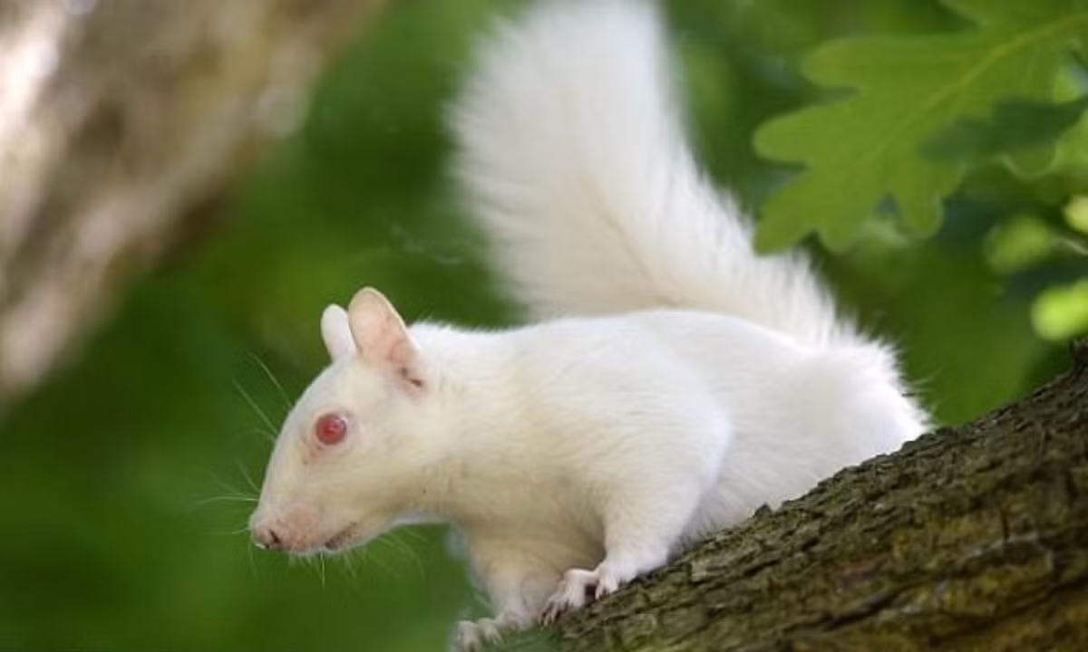 4. Sóc bạch tạng: Một nhiếp ảnh gia nghiệp dư có tên là Matthew Throup ở Surrey đã may mắn chụp được những hình ảnh ấn tượng về một con sóc bạch tạng cực hiếm. Nguồn: vnmedia. 