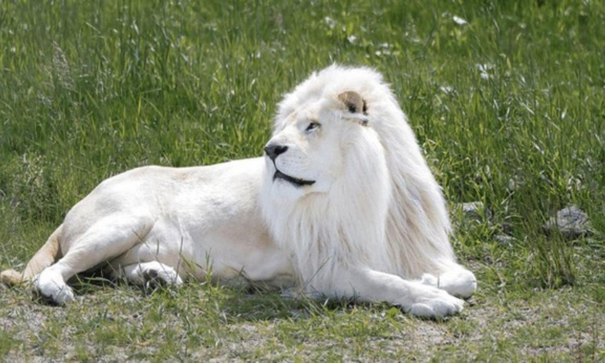 5. Sư tử bạch tạng: màu trắng hiếm hoi của sư tử không phải là trường hợp bạch tạng. Đó là do sự đột biến của loài sư tử châu Phi ở công viên quốc gia Kruger, Nam Phi. Nguồn: ALSAT. 