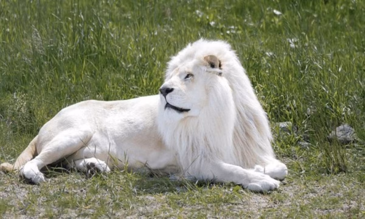 5. Sư tử bạch tạng: màu trắng hiếm hoi của sư tử không phải là trường hợp bạch tạng. Đó là do sự đột biến của loài sư tử châu Phi ở công viên quốc gia Kruger, Nam Phi. Nguồn: ALSAT. 