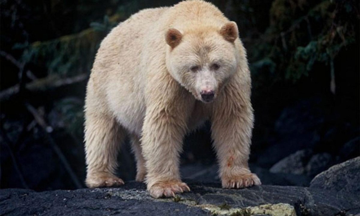 10. Gấu Kermode bạch tạng: Những con gấu trắng này chào đời chỉ khi cả bố và mẹ đều có một gene lặn đặc biệt. Theo Trung tâm Gấu Bắc Mỹ, chỉ 1/1.000.000 con gấu đen ở ngoài British Columbia có bộ lông trắng. Nguồn: khoahoctv.