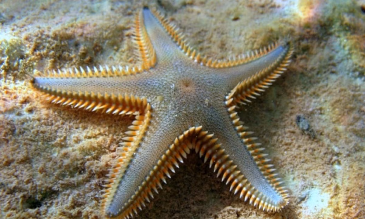 Đây là loài vật không có não và sử dụng các cảm biến cơ bản để cảnh giác kẻ thù và thức ăn. (Nguồn: Tép Bạc)