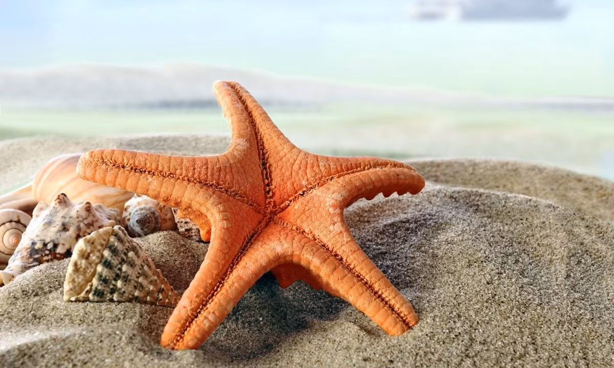 1. Sao biển: là anh em họ của nhím biển. Sự thật là loài này không biết bơi. Sao biển dành toàn bộ thời gian ở dưới đáy đại dương. (Nguồn: chiase24.com)
