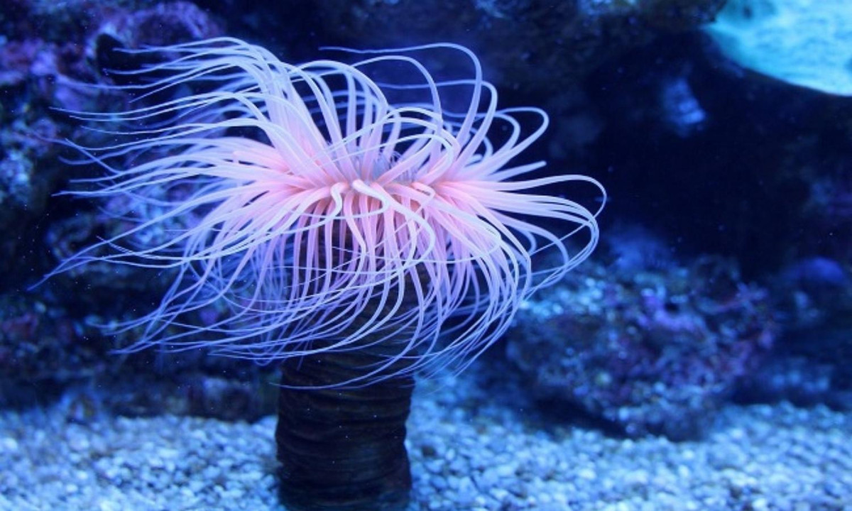 Một đặc điểm độc đáo của hải quỳ là khả năng thay đổi hình dạng. Hành động này được thực hiện bằng cách rút lại và xoay các cơ dài trong xúc tu của nó. Nó chỉ ra cách, mặc dù thiếu não, động vật có thể sử dụng các cảm biến để phản ứng với môi trường xung quanh. (Nguồn: Dược Liệu)