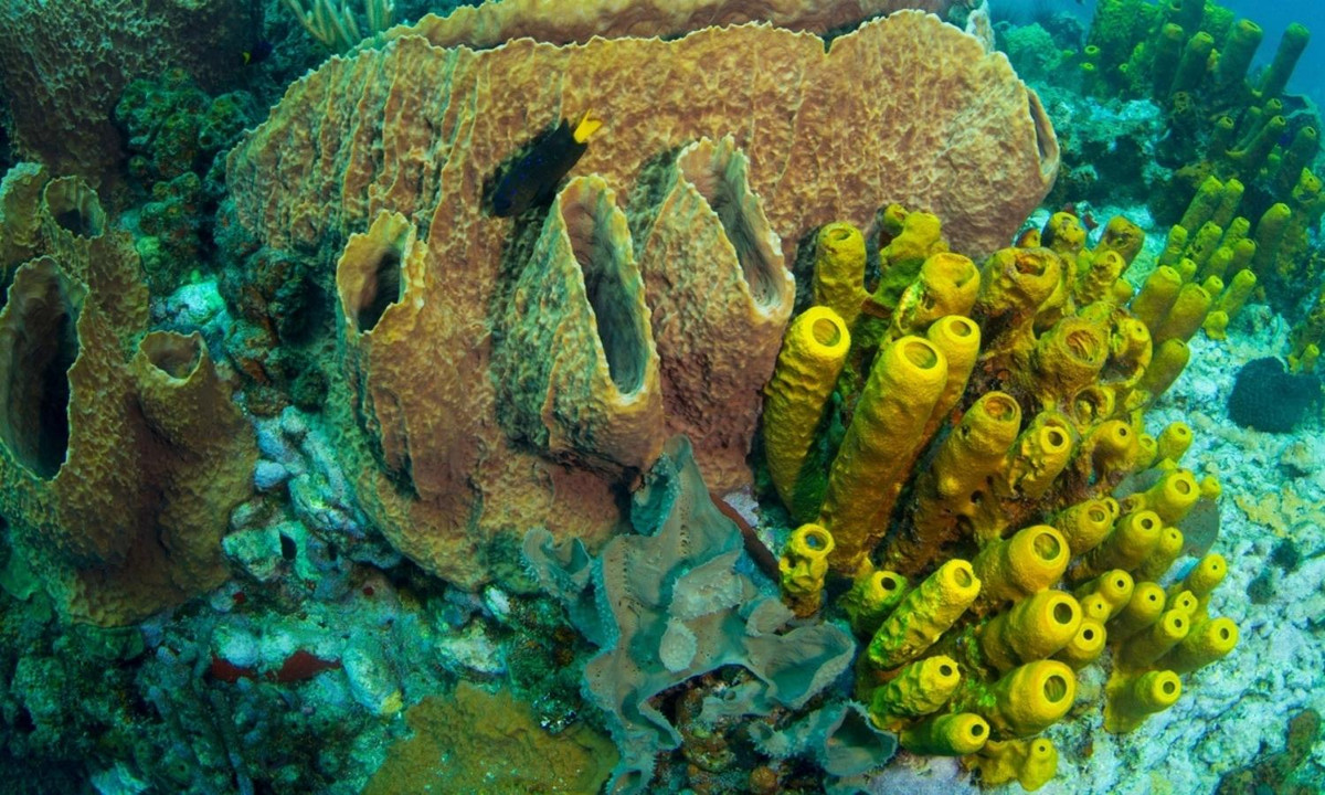 2. Bọt biển: là một trong những loài động vật nguyên thủy nhất của vương quốc động vật, bọt biển vẫn tương đối bất động. (Nguồn: Top 10 Bí Ẩn)