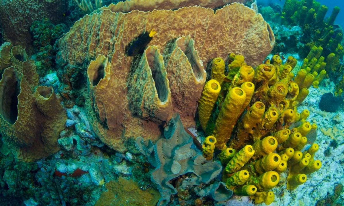 2. Bọt biển: là một trong những loài động vật nguyên thủy nhất của vương quốc động vật, bọt biển vẫn tương đối bất động. (Nguồn: Top 10 Bí Ẩn)