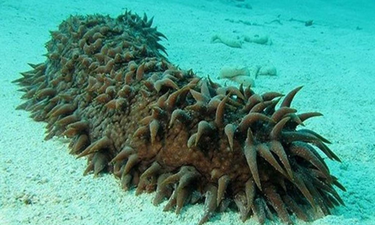 4. Hải sâm: ăn sinh vật phù du ở khắp mọi nơi. Hải sâm cực kỳ nguy hiểm nhưng vì không có não, chúng không nhất thiết là một mối đe dọa có chủ ý. Chúng có khả năng giải phóng một chất độc hại gọi là holothurin, có thể khiến con người mù lòa vĩnh viễn. (Nguồn: Tour du lịch)