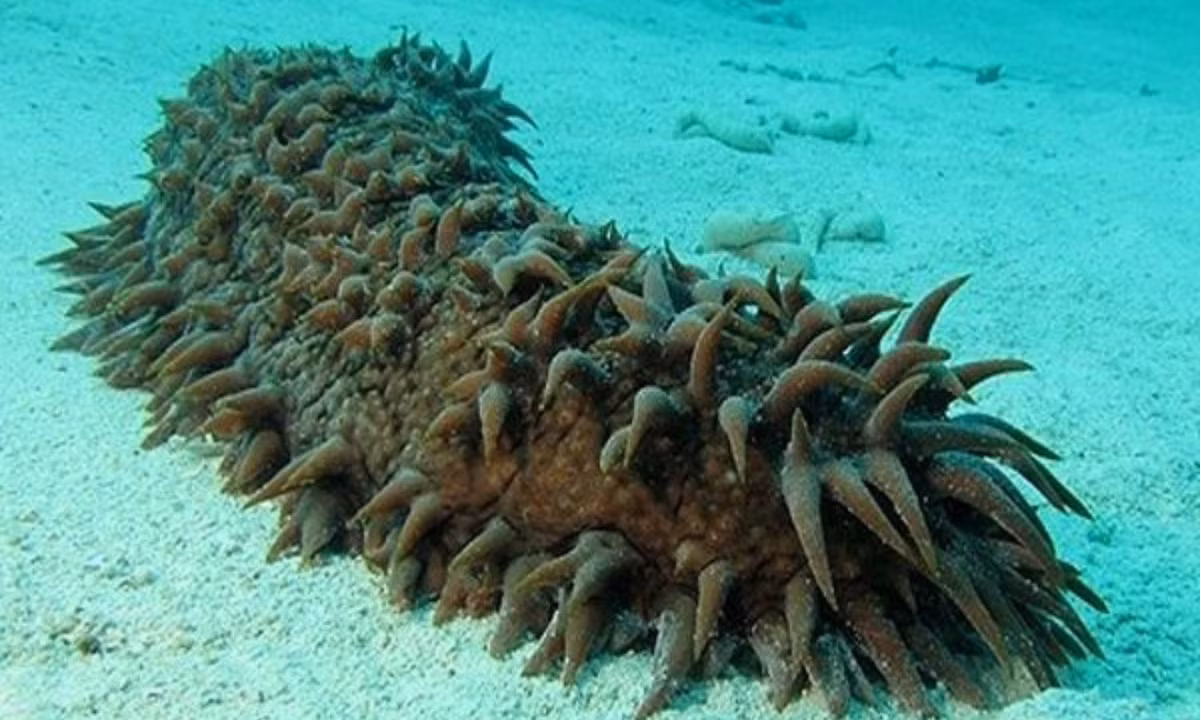 4. Hải sâm: ăn sinh vật phù du ở khắp mọi nơi. Hải sâm cực kỳ nguy hiểm nhưng vì không có não, chúng không nhất thiết là một mối đe dọa có chủ ý. Chúng có khả năng giải phóng một chất độc hại gọi là holothurin, có thể khiến con người mù lòa vĩnh viễn. (Nguồn: Tour du lịch)