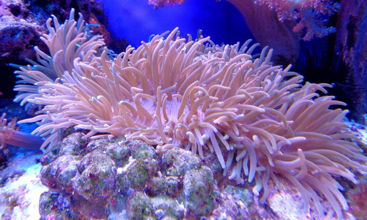 5. Hải quỳ: là một loài động vật khác có ngoại hình giống thực vật. Tuy nhiên, hải quỳ sống rất nhiều và tìm kiếm thức ăn, chúng sử dụng các xúc tu dài của mình để bắt và ăn. (Nguồn: IAS Links)