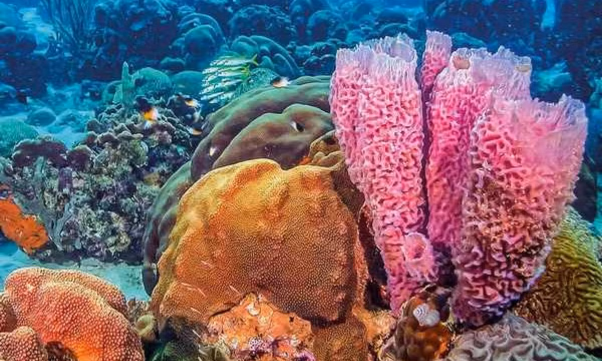 Chúng không có não, cơ quan, tế bào thần kinh hoặc mô. Sự sống sót của chúng tập trung xung quanh việc lọc các mảnh vụn từ đại dương. (Nguồn: Bihaku.vn)