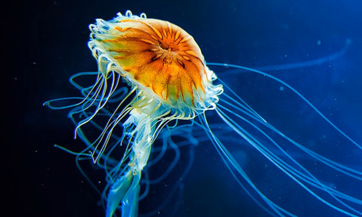 3. Sứa: được gọi là “thạch”. Tất cả các sinh vật khác không có não có xu hướng bất động, thường dành toàn bộ sự tồn tại của chúng ở một chỗ duy nhất. Sứa di chuyển theo dòng hải lưu.