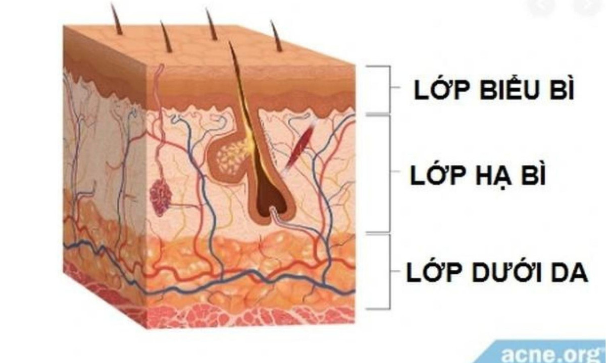 7. Bề mặt da: diện tích của làn da. Làn da một người trưởng thành có diện tích khoảng 2 mét vuông và nặng 4 kg. (Nguồn: Báo Dân trí)