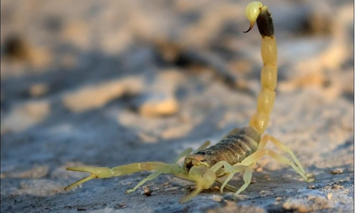 Tuy vậy, hiện nay người ta đã tìm ra được phương pháp điều trị cho những người bị bọ cạp Stalker cắn nên nhiều nạn nhân đã may mắn thoát chết. (Nguồn: baotintuc.vn)