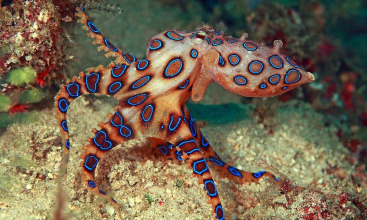 3. Bạch tuộc đốm xanh: là một loài bạch tuộc rất nhỏ, kích thước chỉ bằng một quả bóng chơi golf. Lượng chất độc chứa trên cơ thể của 1 con bạch tuộc đốm xanh có thể đủ để giết chết 26 người cùng một lúc. Loài bạch tuộc này sống chủ yếu ở vùng biển Thái Bình Dương, từ lãnh hải Nhật Bản đến Australia. (Nguồn: Infornet-VietNamNet)