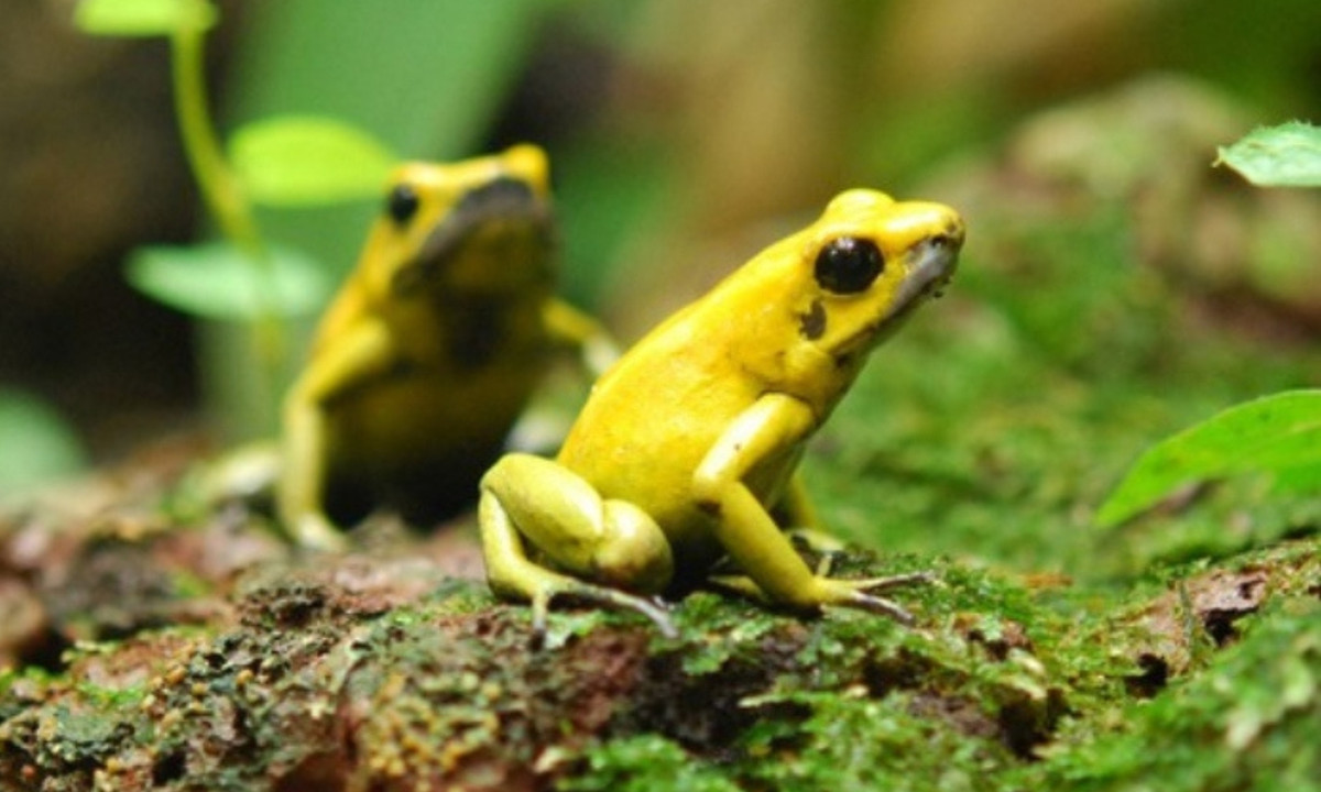 9. Ếch Phi tiêu độc: loài ếch này chỉ dài khoảng 5cm với thân hình xanh biếc điểm những đốm đen trong suốt trên lưng. Mặc dù vậy, lượng nọc độc trên da của 1 chú ếch Phi tiêu đủ để giết chết 20.000 con chuột. (Nguồn: MUC Women)