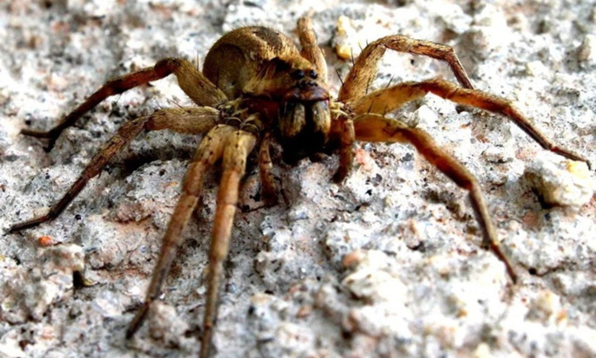 7. Nhện độc Brazil: là loài nhện có nọc độc nguy hiểm nhất trong số những loài nhện độc và là nguyên nhân chủ yếu dẫn tới những trường hợp tử vong của con người do bị nhện cắn. (Nguồn: VnReview)