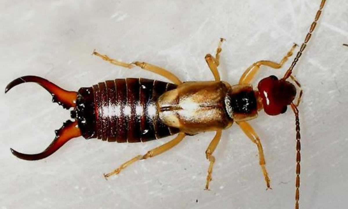 8. Loài Earwigs Châu Âu: Thuộc bộ Dermaptera và có tên khoa học là Forficula auricularia, ngoài ra người ta còn gọi chúng là bộ sâu tai. Chúng thường sống ở những nơi ẩm ướt và điểm đặc biệt ở loài côn trùng này chính là hai gọng kìm ở phía đuôi của chúng. (Nguồn: Bùi Xuân Phượng).