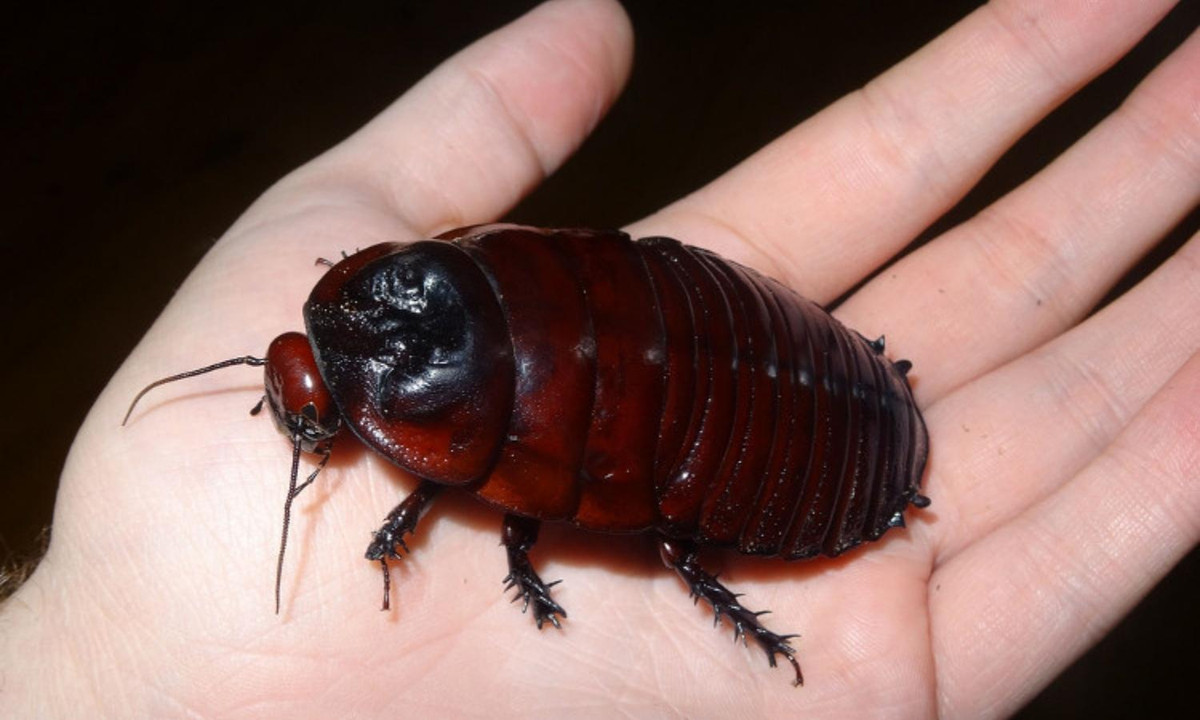 9. Loài gián đào hang khổng lồ: có thân hình lên tới hơn 7 cm và tuổi thọ tính được lên tới 10 năm. Loài gián này còn đặc biệt bởi chỗ nó chỉ thích sống trong môi trường dưới lòng đất, không phải trên mặt đất hay trong nhà như những loài gián thông thường. (Nguồn: Khoahoc.tv).