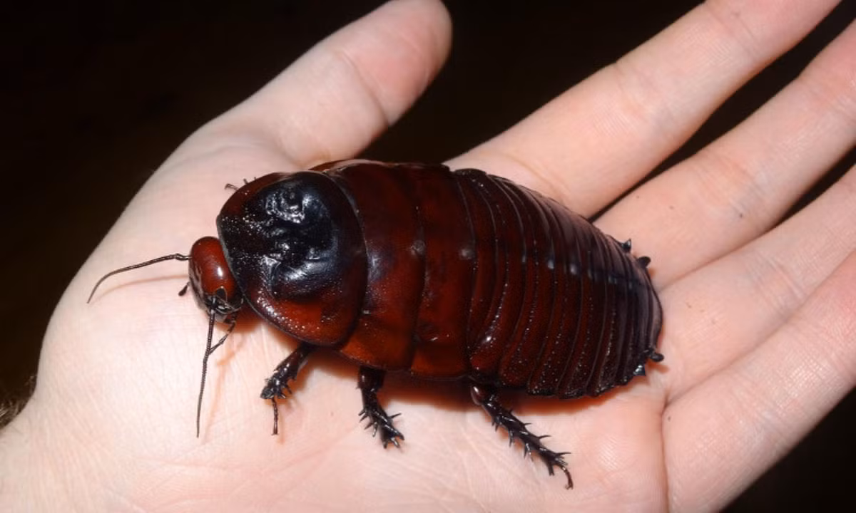 9. Loài gián đào hang khổng lồ: có thân hình lên tới hơn 7 cm và tuổi thọ tính được lên tới 10 năm. Loài gián này còn đặc biệt bởi chỗ nó chỉ thích sống trong môi trường dưới lòng đất, không phải trên mặt đất hay trong nhà như những loài gián thông thường. (Nguồn: Khoahoc.tv).