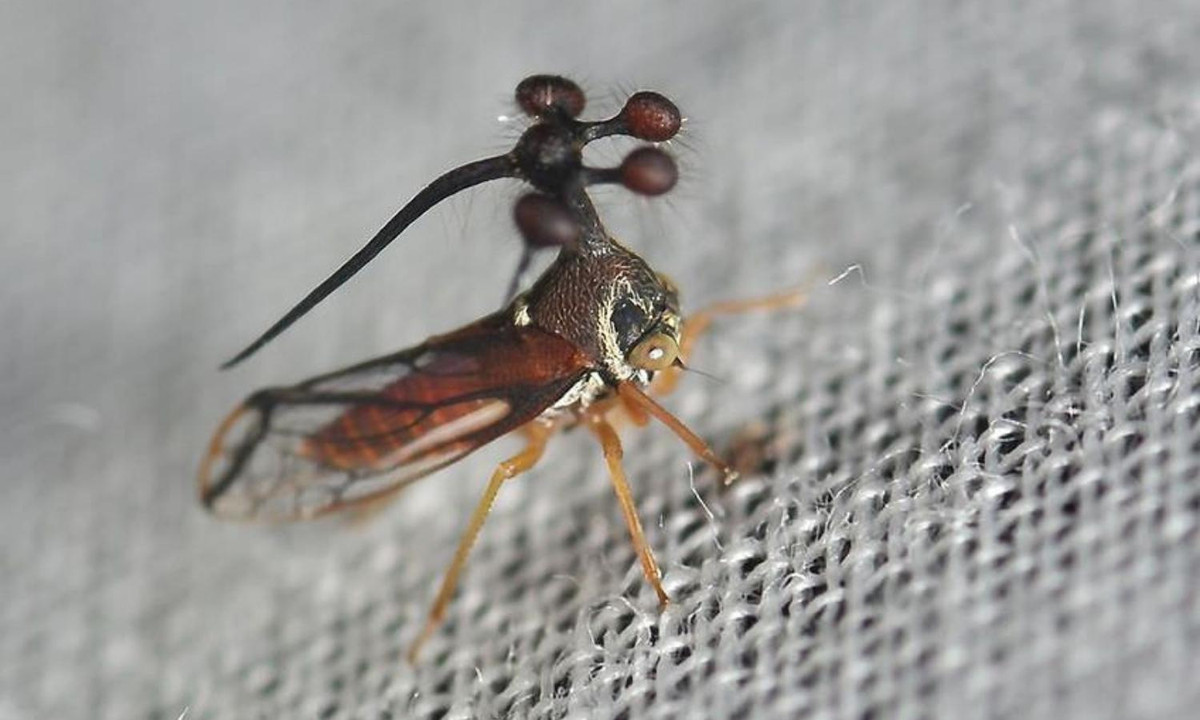 6. Treehopper Brazil: sở hữu hình dáng khá kỳ dị giống như một chú ong vò vẽ nhưng loài côn trùng này dường như khá vô hại bởi chúng không tấn công, hay có những tuyến độc gây hại cho con người. (Nguồn: Imgur).