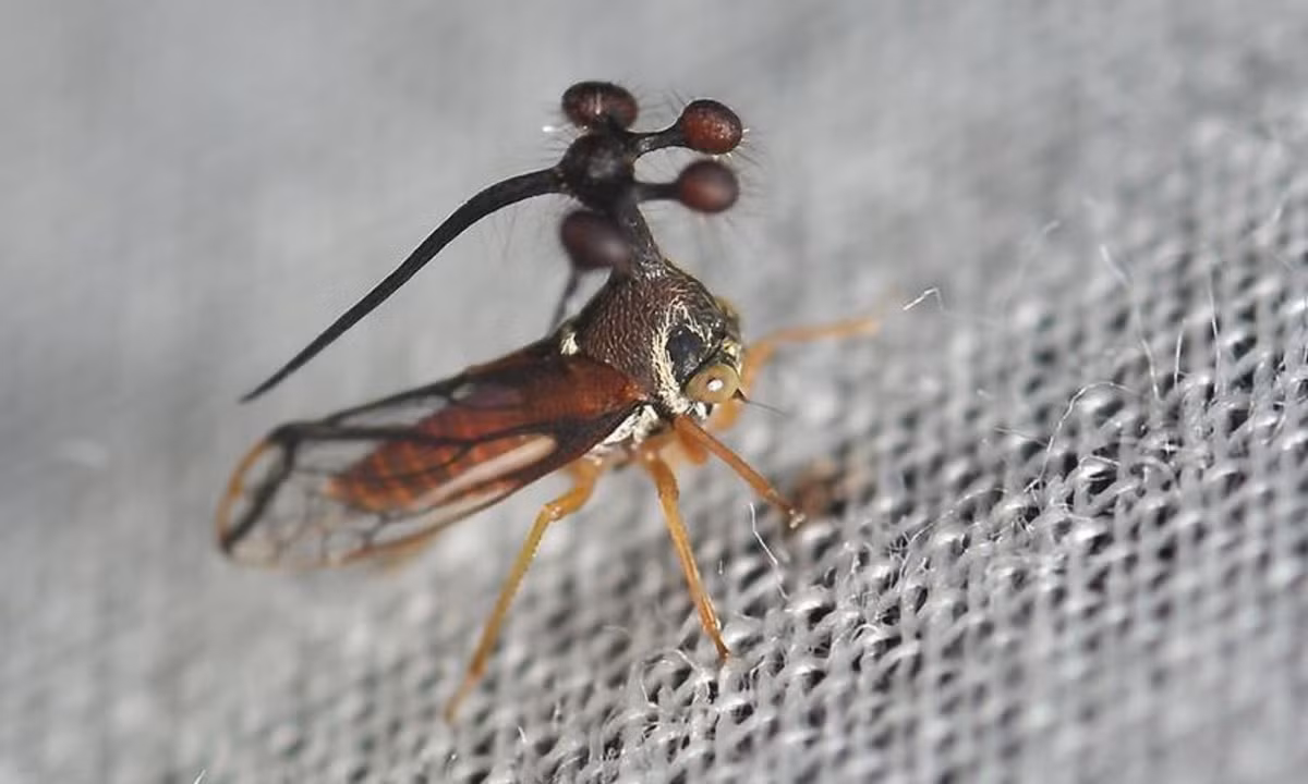 6. Treehopper Brazil: sở hữu hình dáng khá kỳ dị giống như một chú ong vò vẽ nhưng loài côn trùng này dường như khá vô hại bởi chúng không tấn công, hay có những tuyến độc gây hại cho con người. (Nguồn: Imgur).