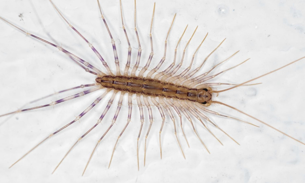 2. Rết nhà: xuất phát ban đầu từ vùng Địa Trung Hải và sau này đã lan ra khắp nơi trên thế giới. Một chi tiết đặc biệt ở loài rết nhà này là chúng lúc sinh ra chỉ có 4 chân và phải trải qua khá nhiều lần lột xác mới đủ 15 cặp chân. (Nguồn: Thế Giới Côn Trùng). 