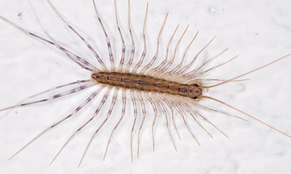 2. Rết nhà: xuất phát ban đầu từ vùng Địa Trung Hải và sau này đã lan ra khắp nơi trên thế giới. Một chi tiết đặc biệt ở loài rết nhà này là chúng lúc sinh ra chỉ có 4 chân và phải trải qua khá nhiều lần lột xác mới đủ 15 cặp chân. (Nguồn: Thế Giới Côn Trùng). 