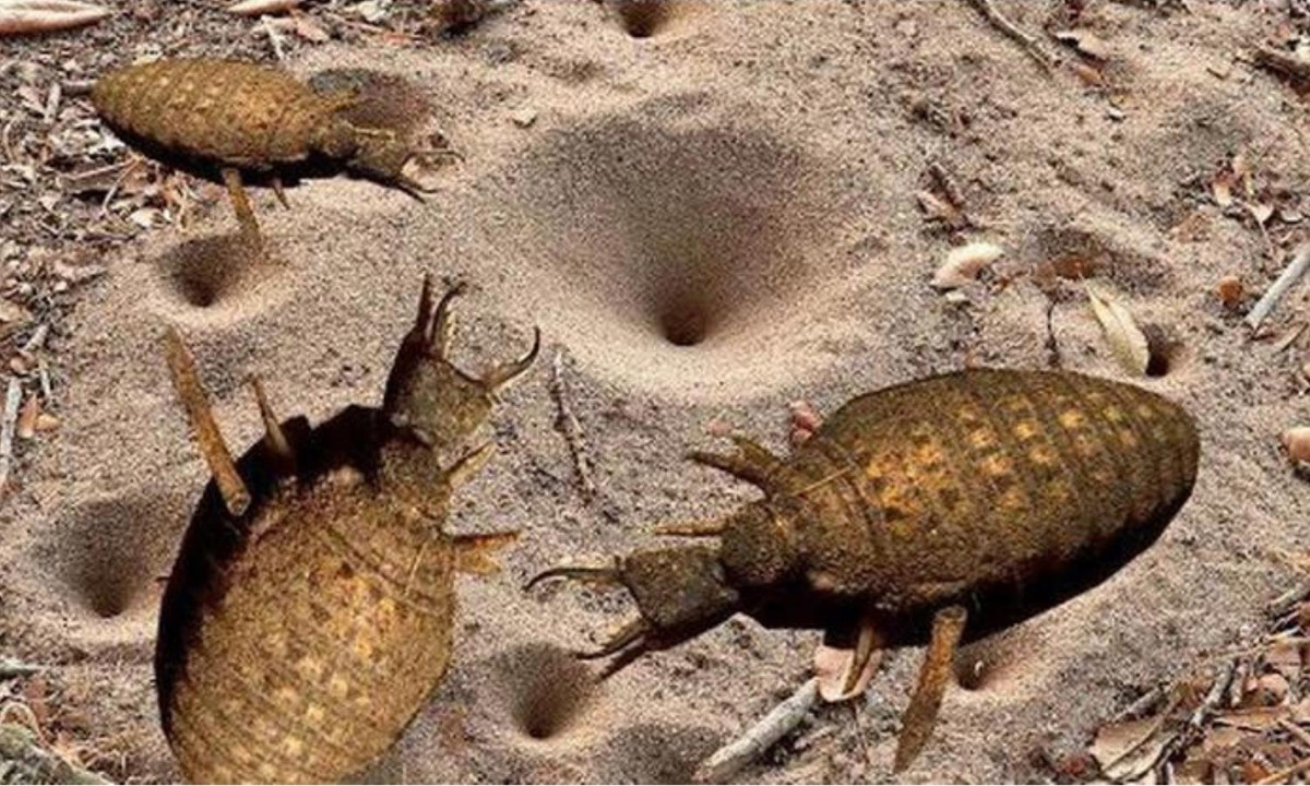 7. Kiến sư tử: có tên khoa học là Myrmeleontidae và thuộc bộ Cánh gân (Neuroptera) có tuổi thọ khá ấn tượng lên tới 30 năm. Chúng có thể nâng được những vật có trọng lượng gấp 100 lần trọng lượng cơ thể và đặc biệt vẫn có thể sống sót sau 24 giờ bị rơi xuống nước. (Nguồn: Internet).