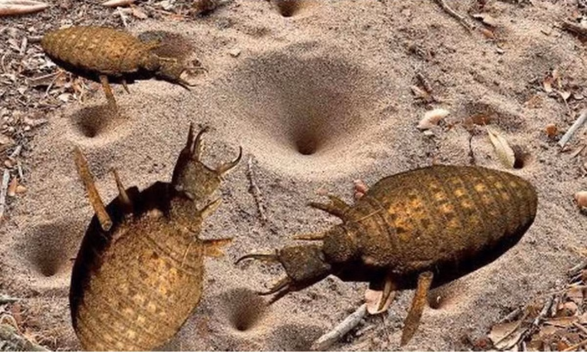 7. Kiến sư tử: có tên khoa học là Myrmeleontidae và thuộc bộ Cánh gân (Neuroptera) có tuổi thọ khá ấn tượng lên tới 30 năm. Chúng có thể nâng được những vật có trọng lượng gấp 100 lần trọng lượng cơ thể và đặc biệt vẫn có thể sống sót sau 24 giờ bị rơi xuống nước. (Nguồn: Internet).