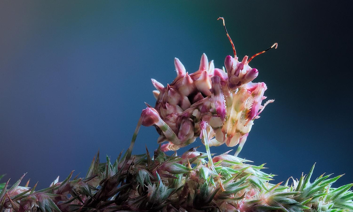 5. Bọ ngựa hoa có gai: phân bố ở miền Nam và miền Đông châu Phi. Con trưởng thành của loài này có cấu trúc gai ở mặt dưới đặc trưng dưới bụng. Chúng có nhiều màu sắc khác nhau, thường là xanh lục nhạt, nhưng cũng có thể có màu vàng, hồng hoặc đỏ. (Nguồn: Internet).