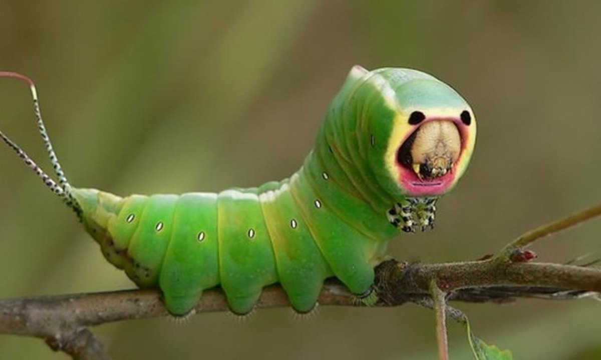 4. Loài sâu bướm Puss Moth: loài sâu này có khả năng ngụy trang đặc biệt nhằm hù dọa kẻ thù bằng những hình thái khuôn mặt đáng sợ. Không chỉ vậy, hai chiếc râu ở đuôi còn giúp chúng phun axit formic - một loại axit carbonxylic thường được tìm thấy trong nọc của kiến vào kẻ thù. (Nguồn: Báo Giáo dục và Thời đại Online).