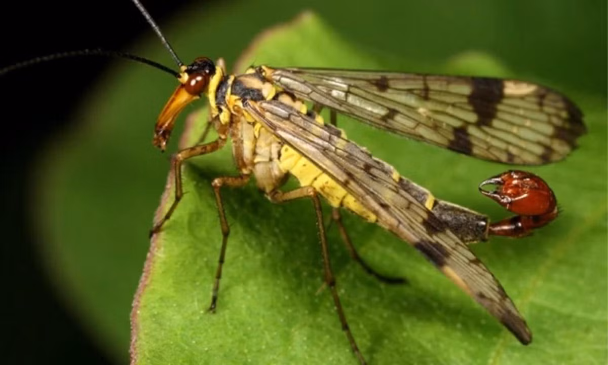 3. Bọ cạp bay: loài bọ cạp bay này là sự pha trộn giữa ong bắp cày và bọ cạp. Chúng là một loài côn trùng cổ và được các nhà khoa học cho rằng là tổ tiên của nhiều loại bướm hiện nay còn tồn tại trên thế giới. (Nguồn: internet). 