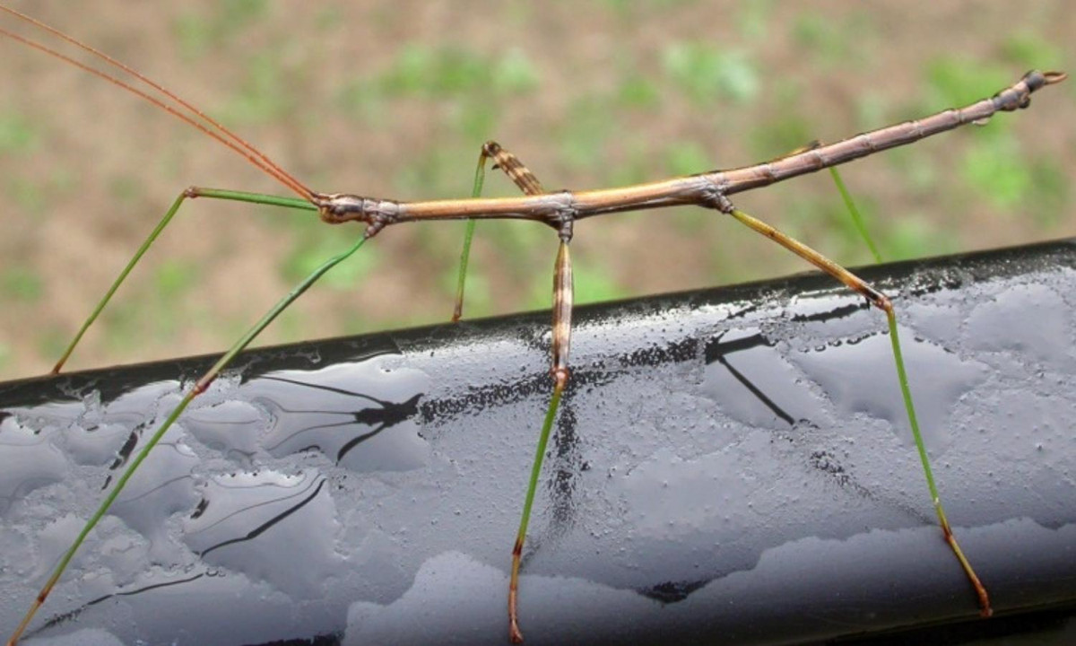 10. Loài bọ que khổng lồ: là loài côn trùng dài nhất trên thế giới hiện nay được ghi nhận, với hình dáng giống như một cành cây khổng lồ di động nhằm ngụy trang trước kẻ thù. Loài côn trùng này cũng có khả năng tiết ra chất độc để xua đuổi kẻ thù nếu như chúng gặp nguy hiểm. (Nguồn: Internet). 