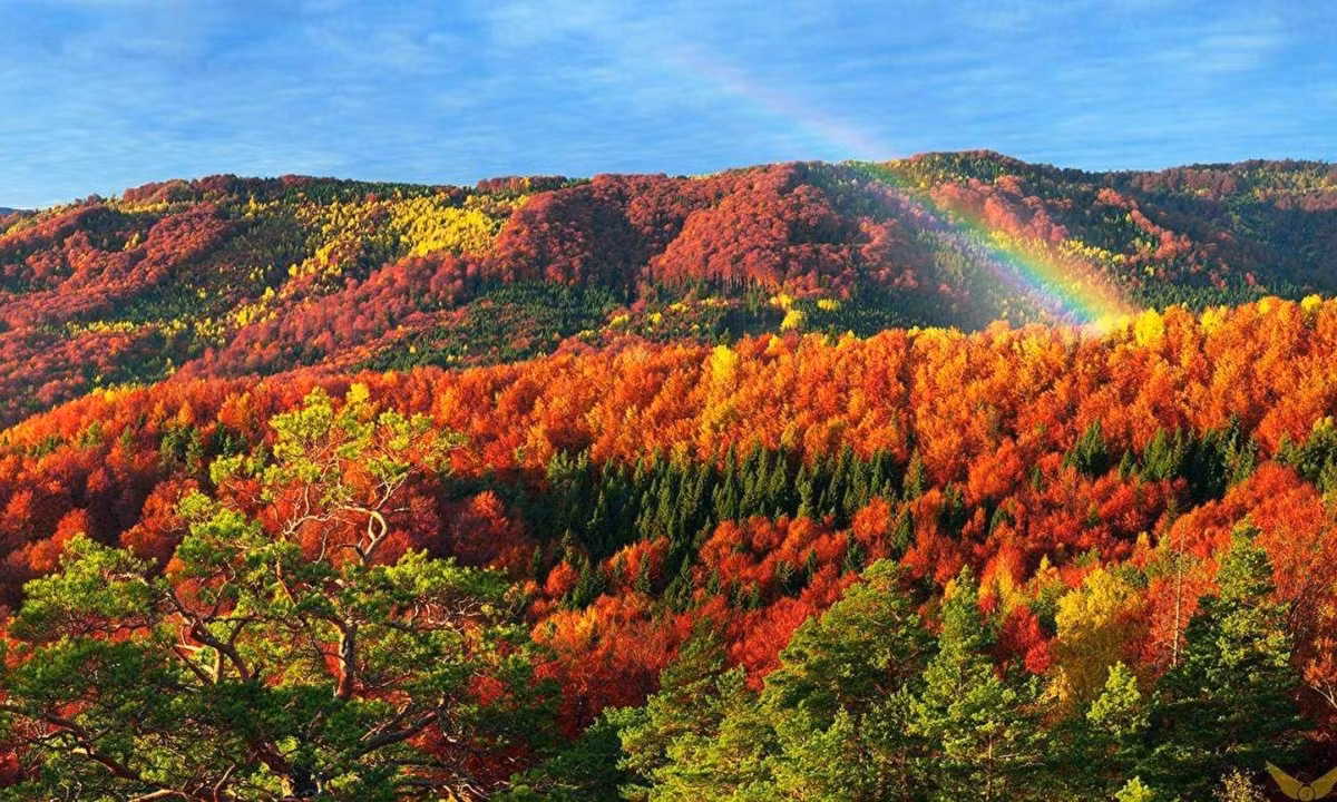 Ngoài việc trở thành biểu tượng của đất nước và phổ biến trên toàn thế giới, người dân còn ưu ái tổ chức “lễ hội cây phong” vào tháng ba, tháng tư hàng năm. (Nguồn: dautuquocte.org)